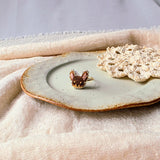 Chihuahua ring front